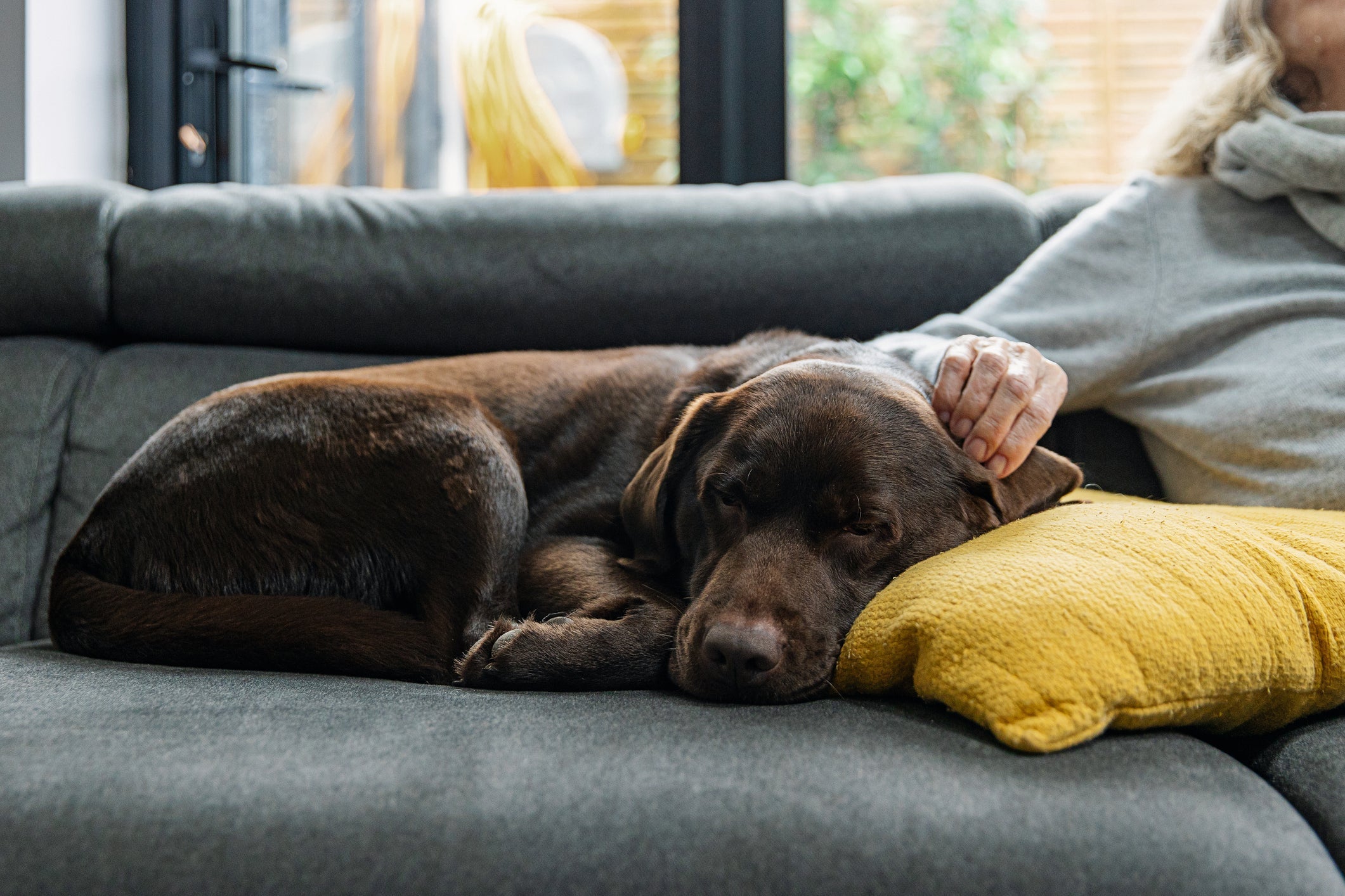 Apesar de grande, o Labrador é um excelente cachorro para qualquer ambiente