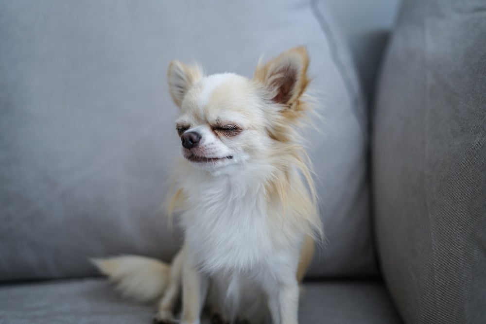 O Chihuahua é a menor raça de cachorro para apartamento