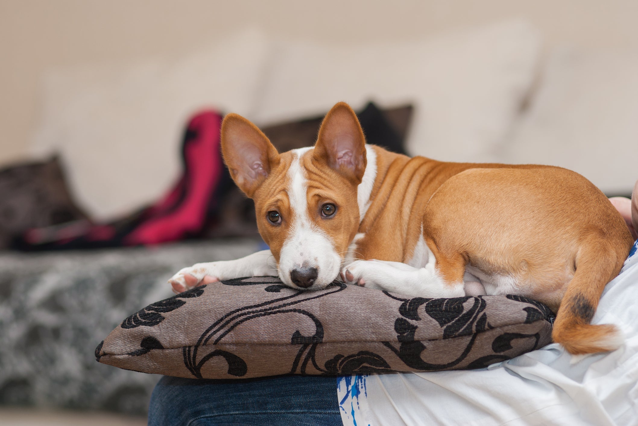 O Basenji é um cachorro que não sabe latir