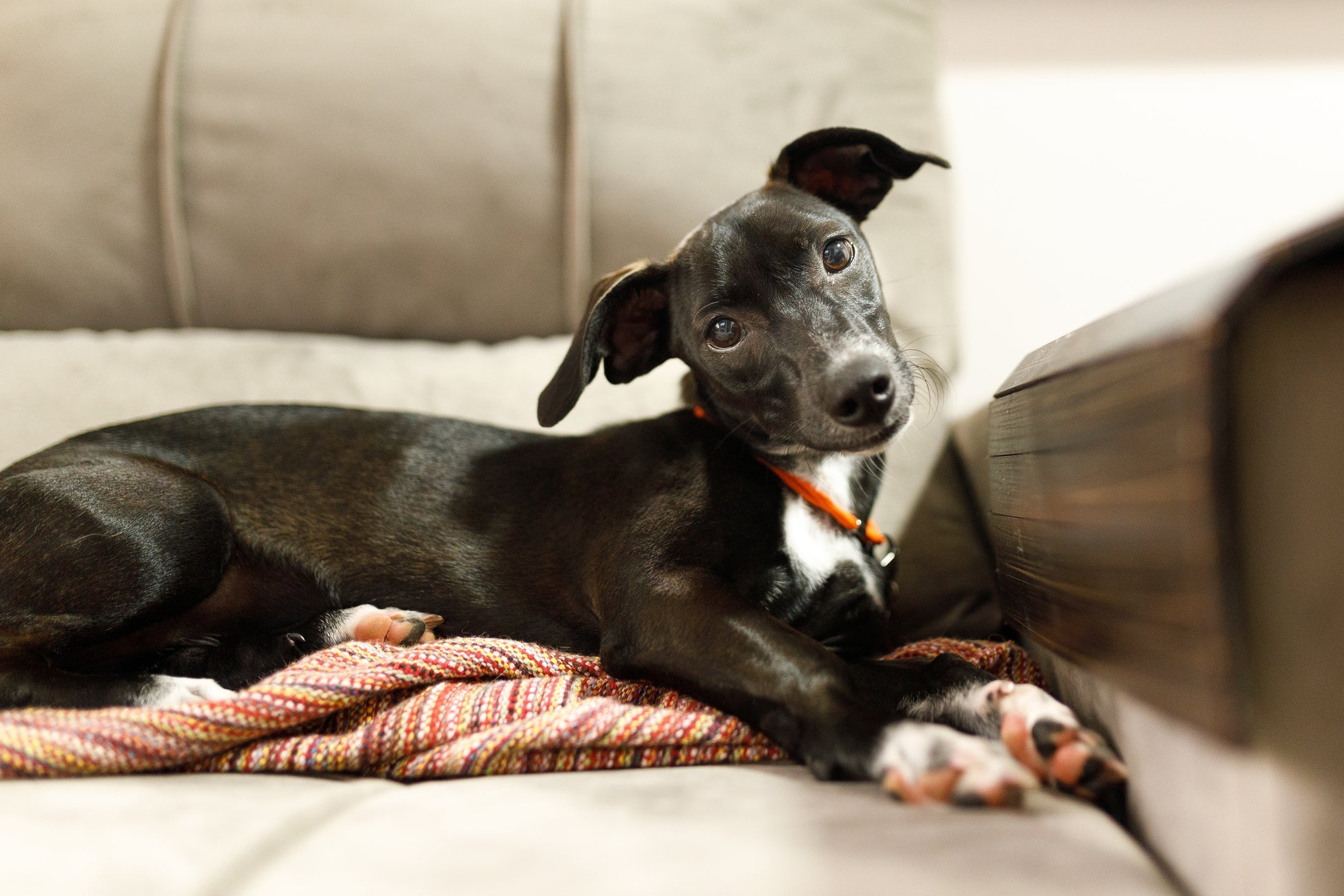 O vira-lata é um cachorro que se adapta bem a diferentes situações