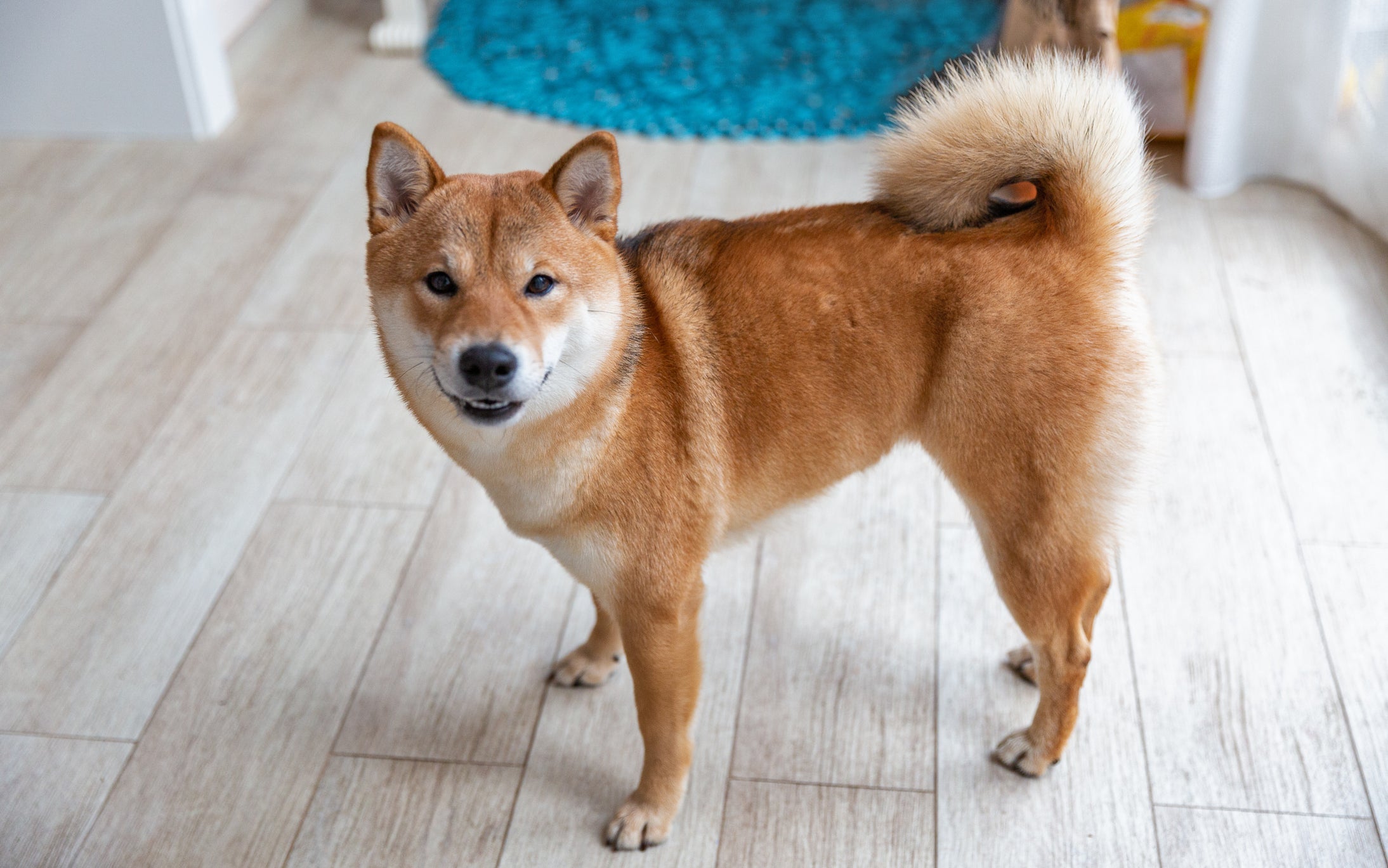 O Akita é um dos cachorros para apartamento mais independentes 