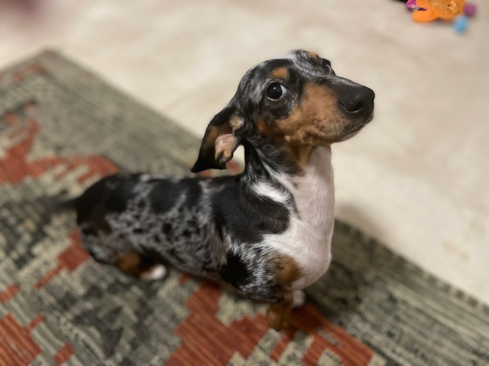 O Dachshund tem uma personalidade adorável