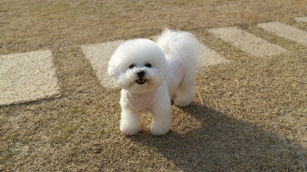 O Bichon Frisé é um cachorro peludinho fofinho que possui pelagem branca felpuda