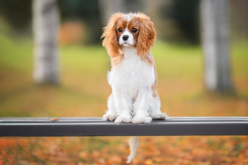 Cachorros pequenos peludos como o Cavalier King deixam o coração quentinho