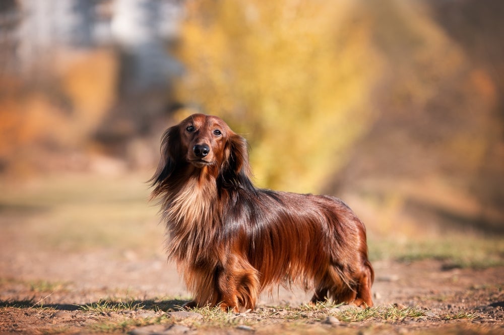 Um cachorro ou cachorra peludinha da raça Dachshund é apaixonante