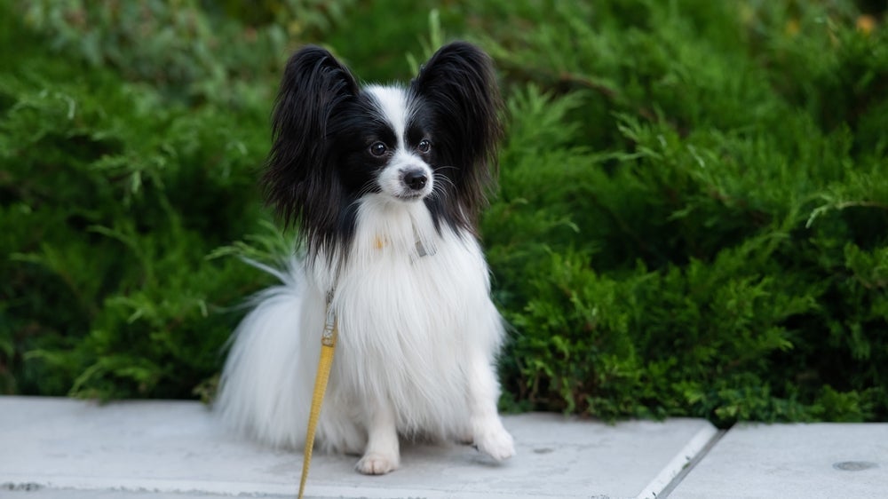 Cachorro pequeno peludo: raça Papillon tem essa característica
