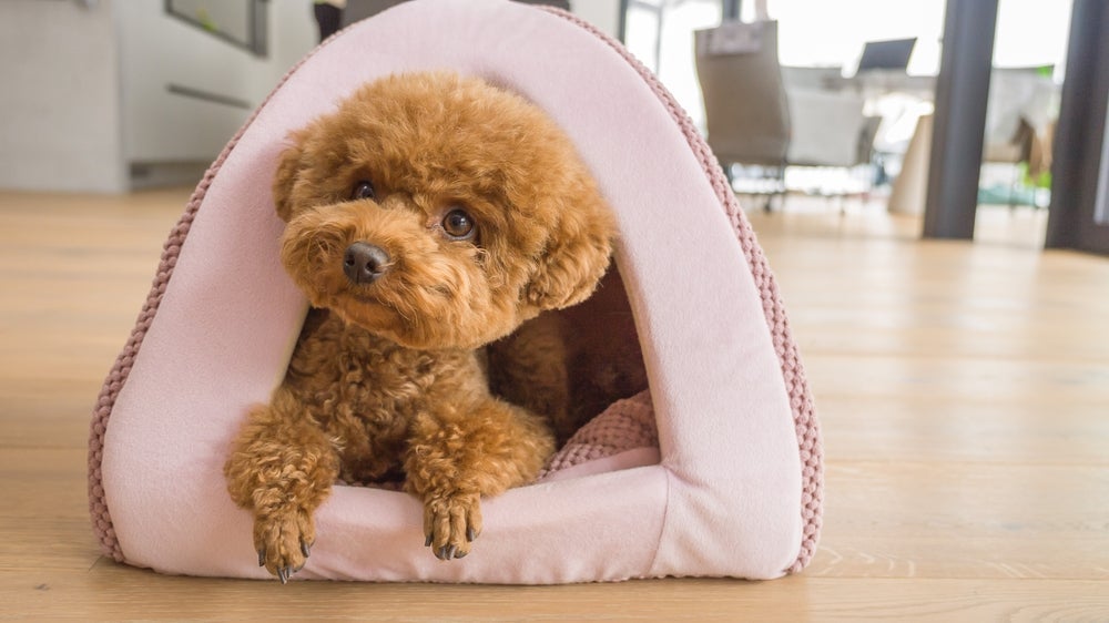 Um cachorro fofinho peludinho como o Poodle toy é irresistível