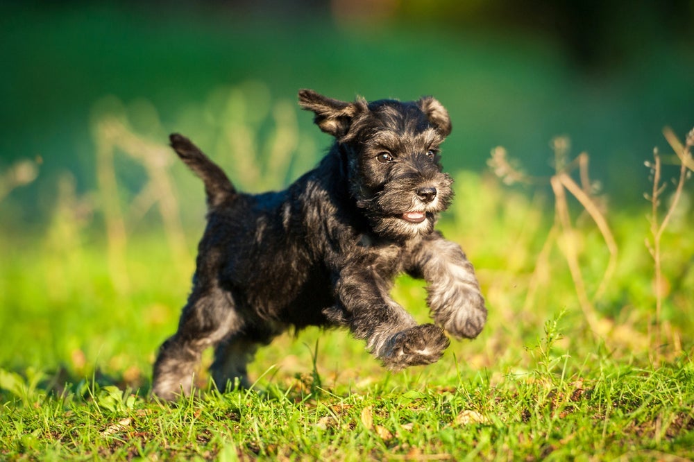 Das raças de cachorro pequeno peludo, o Schnauzer é um que tem bigode
