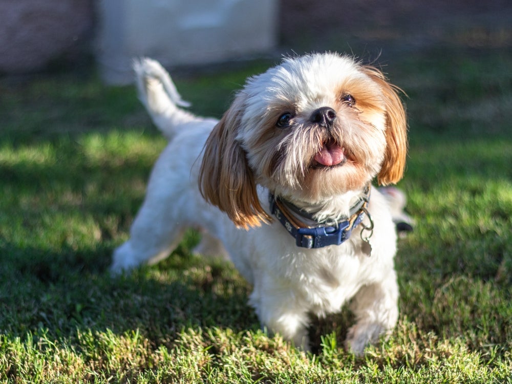 O Shih Tzu é um dos cachorros pequenos peludos mais populares