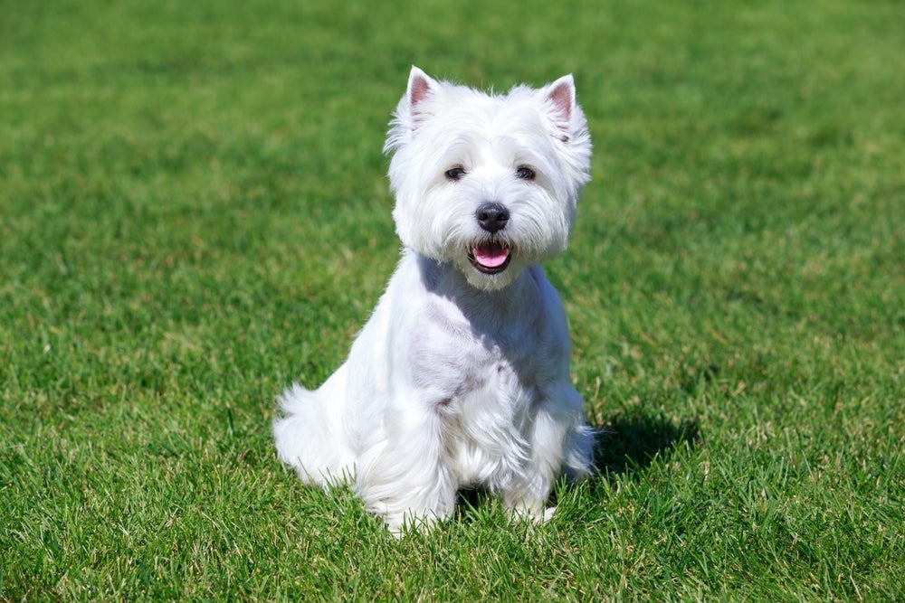 Um cachorro de pequeno porte peludo popular é o Westie