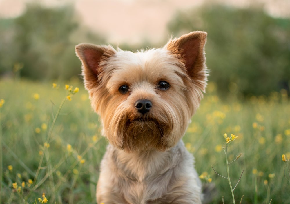 Cachorros peludinhos: Yorkshire Terrier é um pet que ama a companhia do tutor