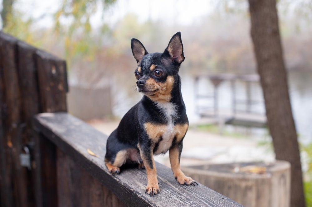 O Chihuahua é um dos menores cachorros do mundo