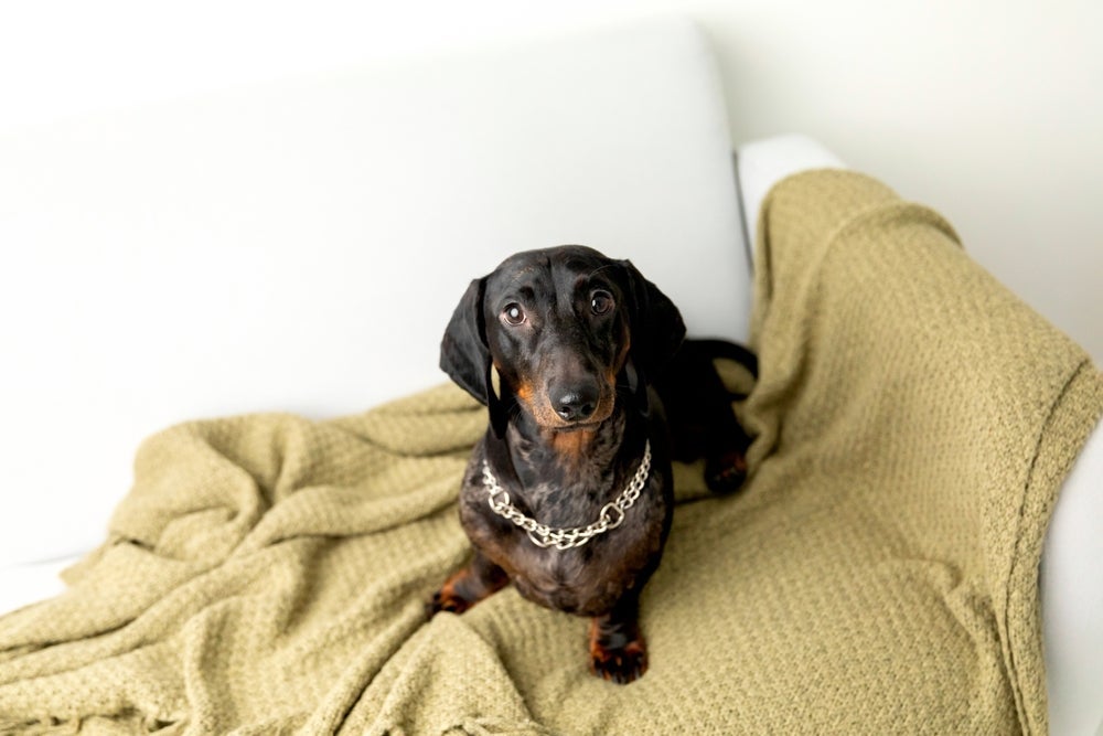 O Dachshund é um cachorro que não cresce bem baixinho