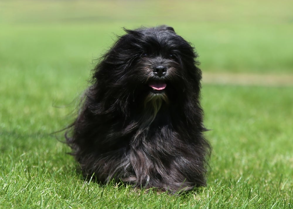 O Lhasa Apso é um cachorro que não cresce peludinho