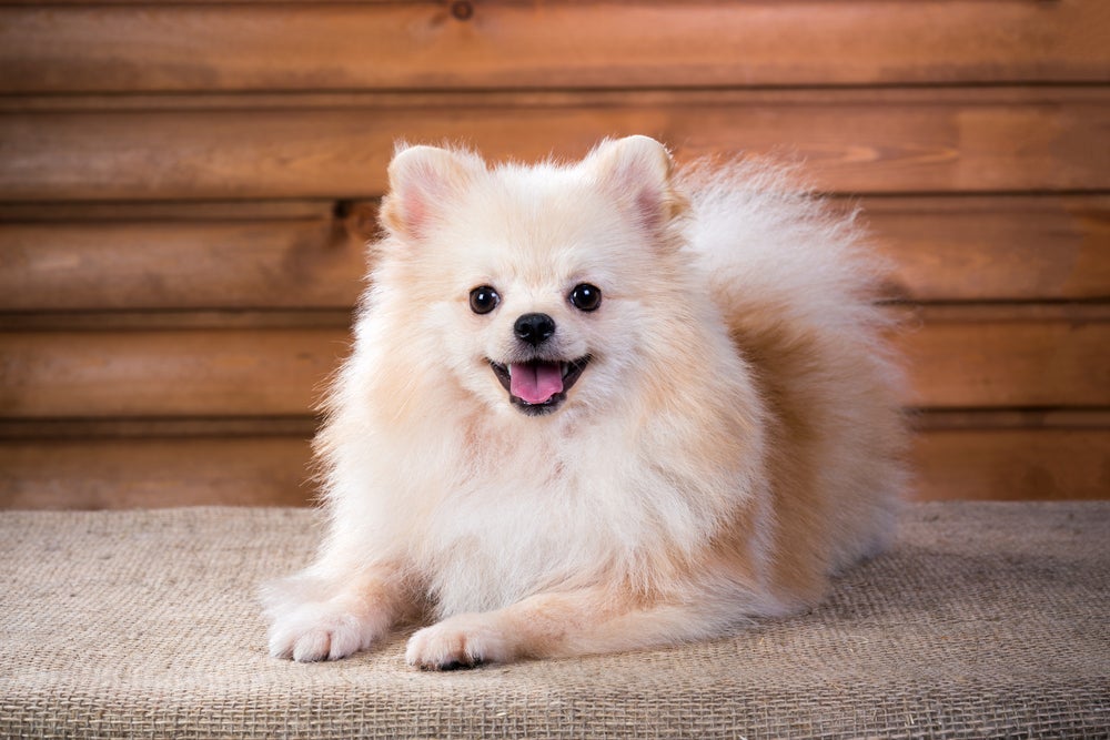 Raça de cachorro pequeno peludo que não cresce é o Lulu da Pomerânia