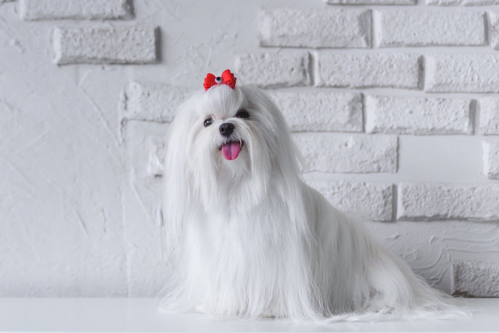 O Maltês é um dos cachorros que não crescem mais dóceis