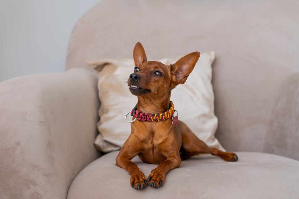 Um cachorro pequeno que não cresce como o Pinscher é uma ótima escolha