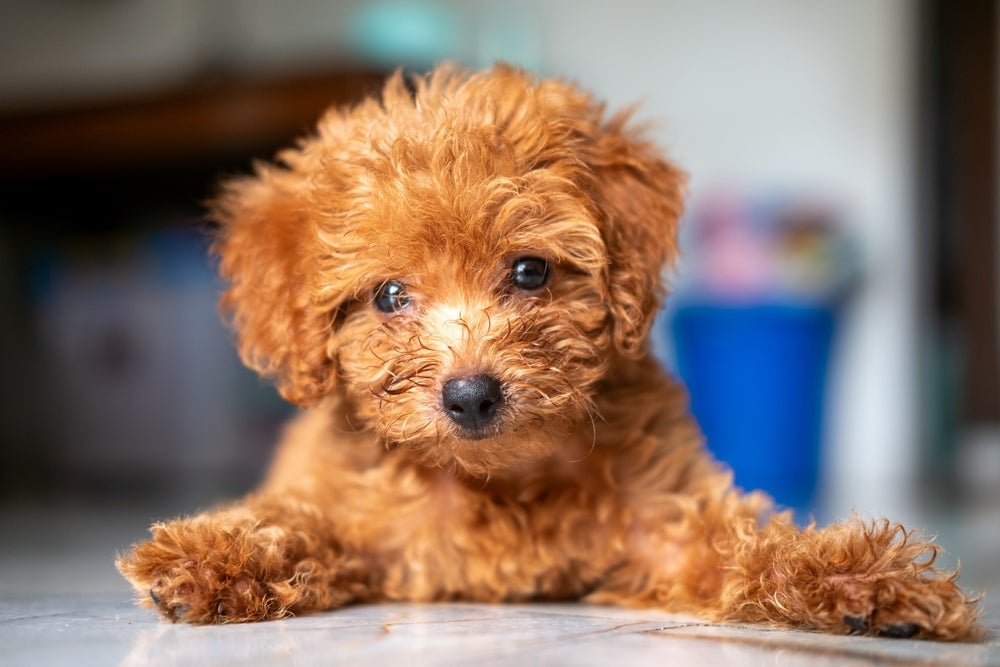 Cachorros pequenos que não crescem como o Poodle fazem sucesso