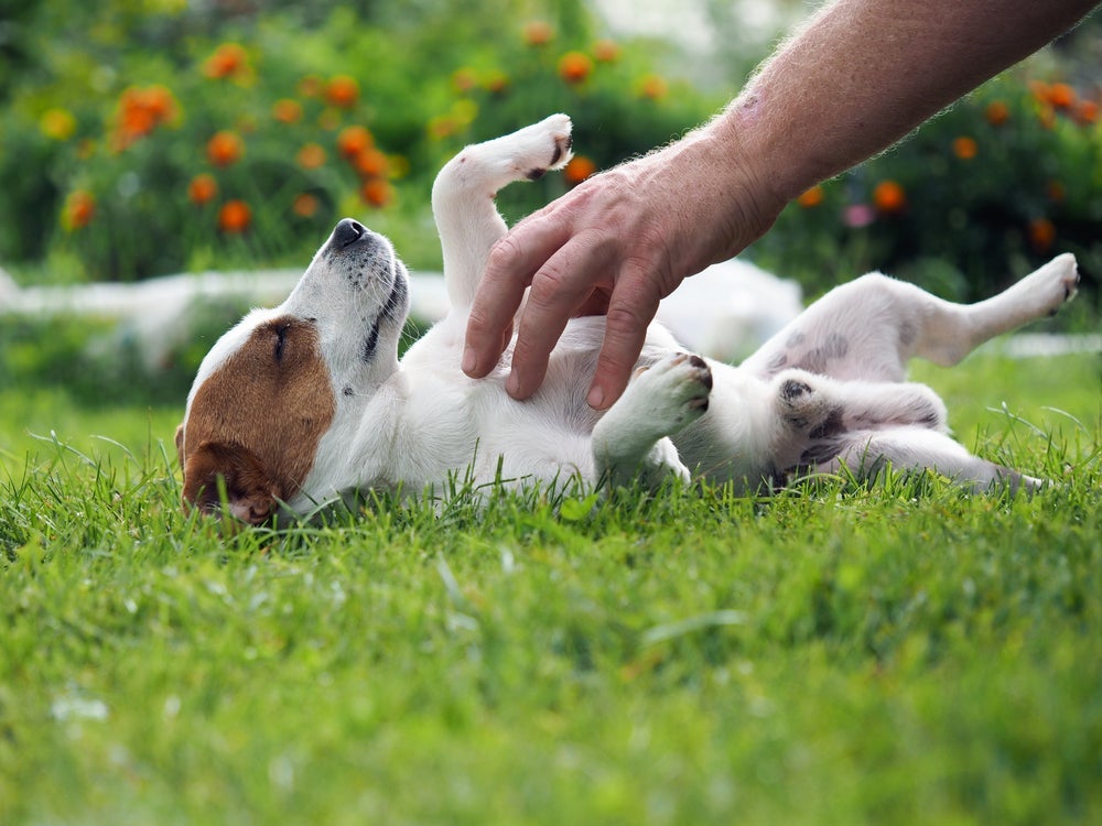 Não é todo cachorro que sente cócegas, por isso é importante observar o comportamento do pet com o carinho