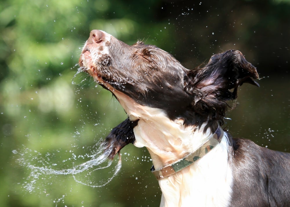 O contato com a água ativa um neurônio sensorial do cachorro