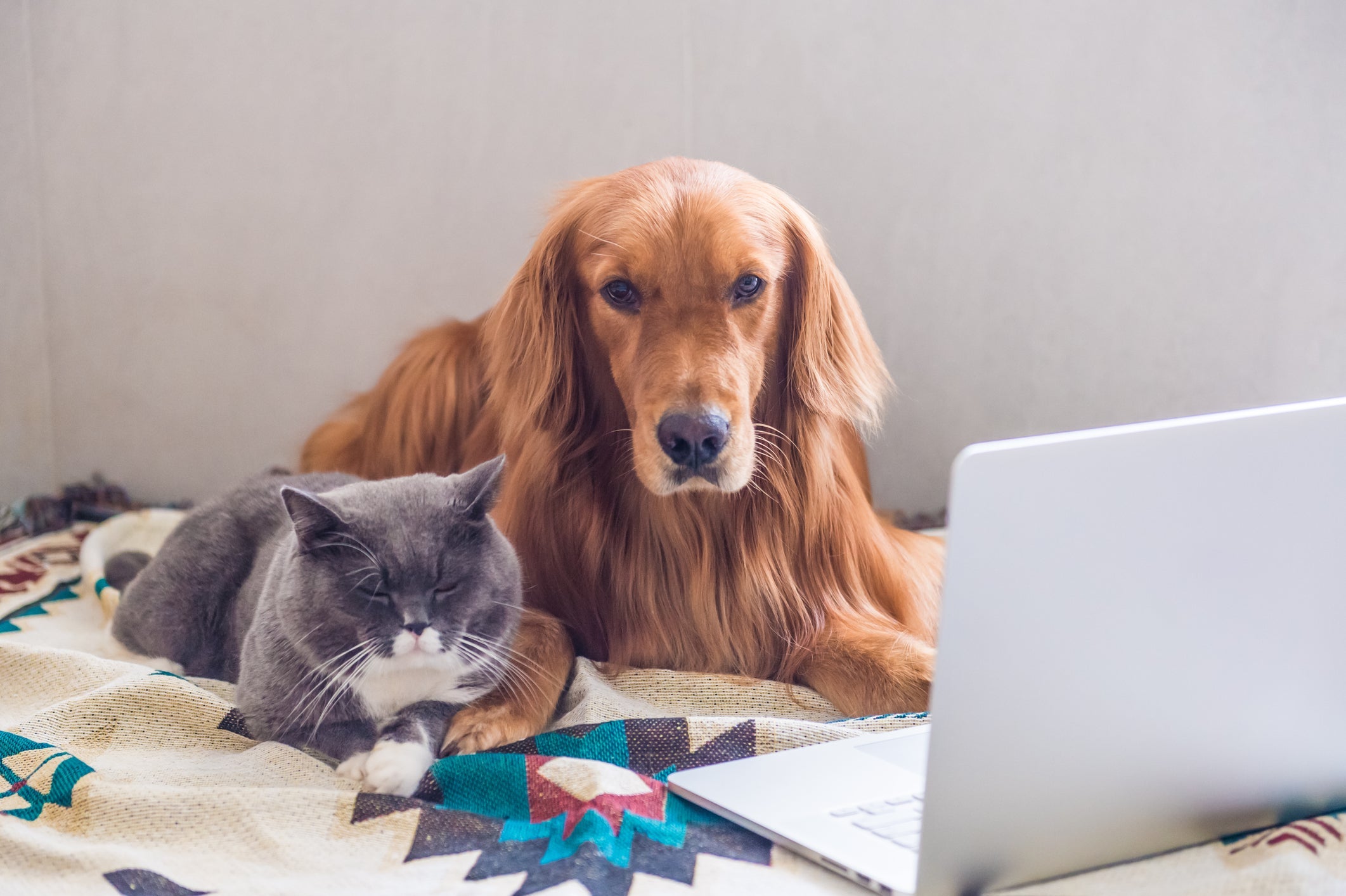 O cadastro de cães e gatos aumenta a segurança desses animais