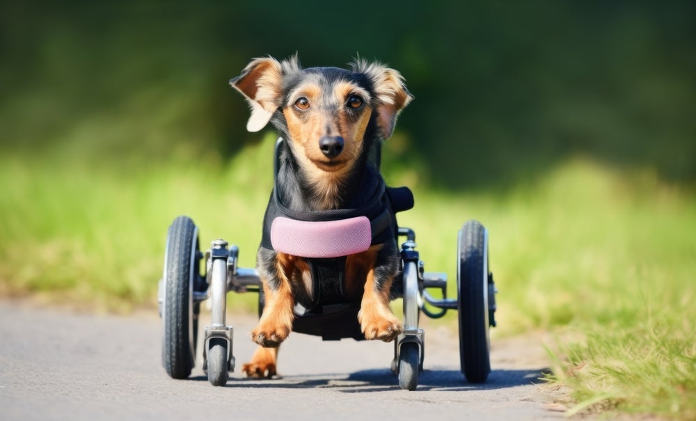 Cadeira de rodas para cachorro: existem projetos que fazem doações para pets com deficiência. 