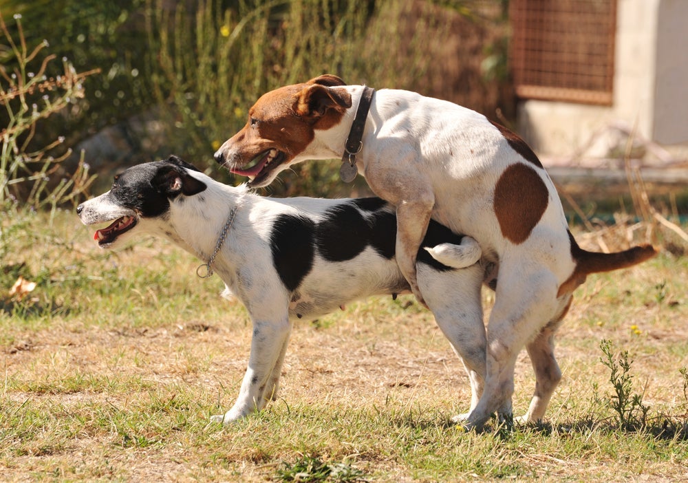 A cadela montando em cima de cachorro pode ser uma forma de mostrar dominância.