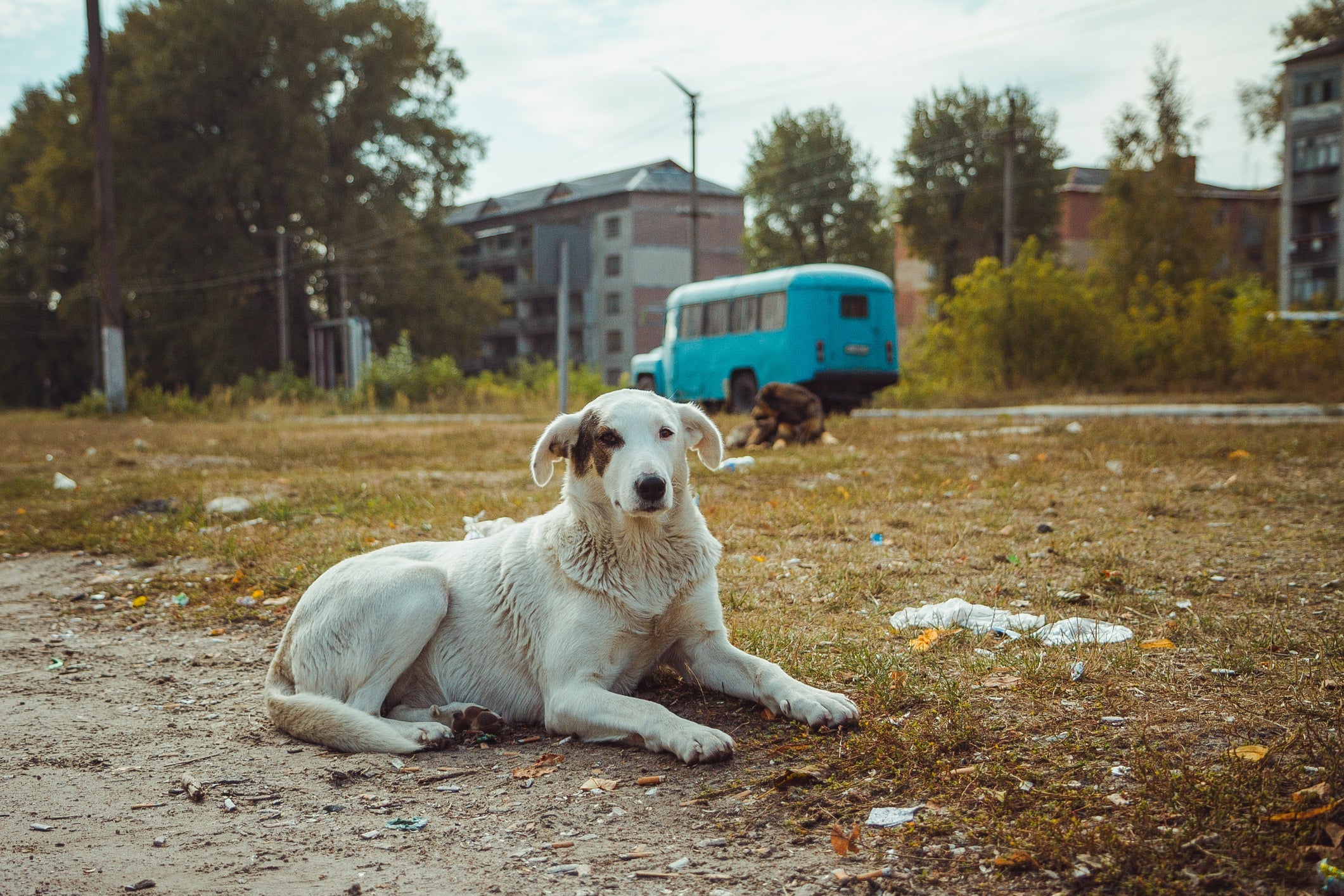 O DNA dos cães de Chernobyl passou por mudanças significativas