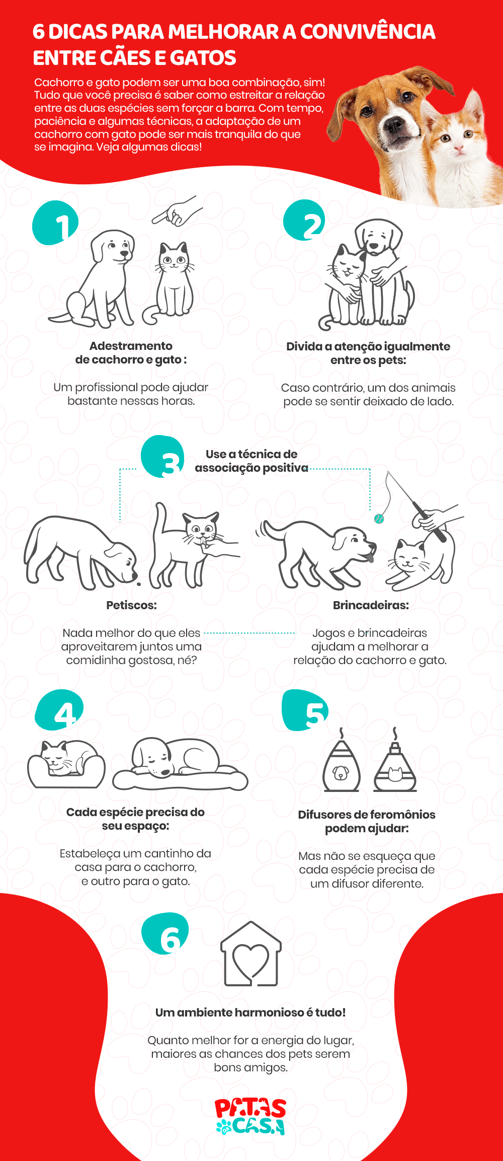Como melhorar a relação entre cães e gatos: confira dicas!