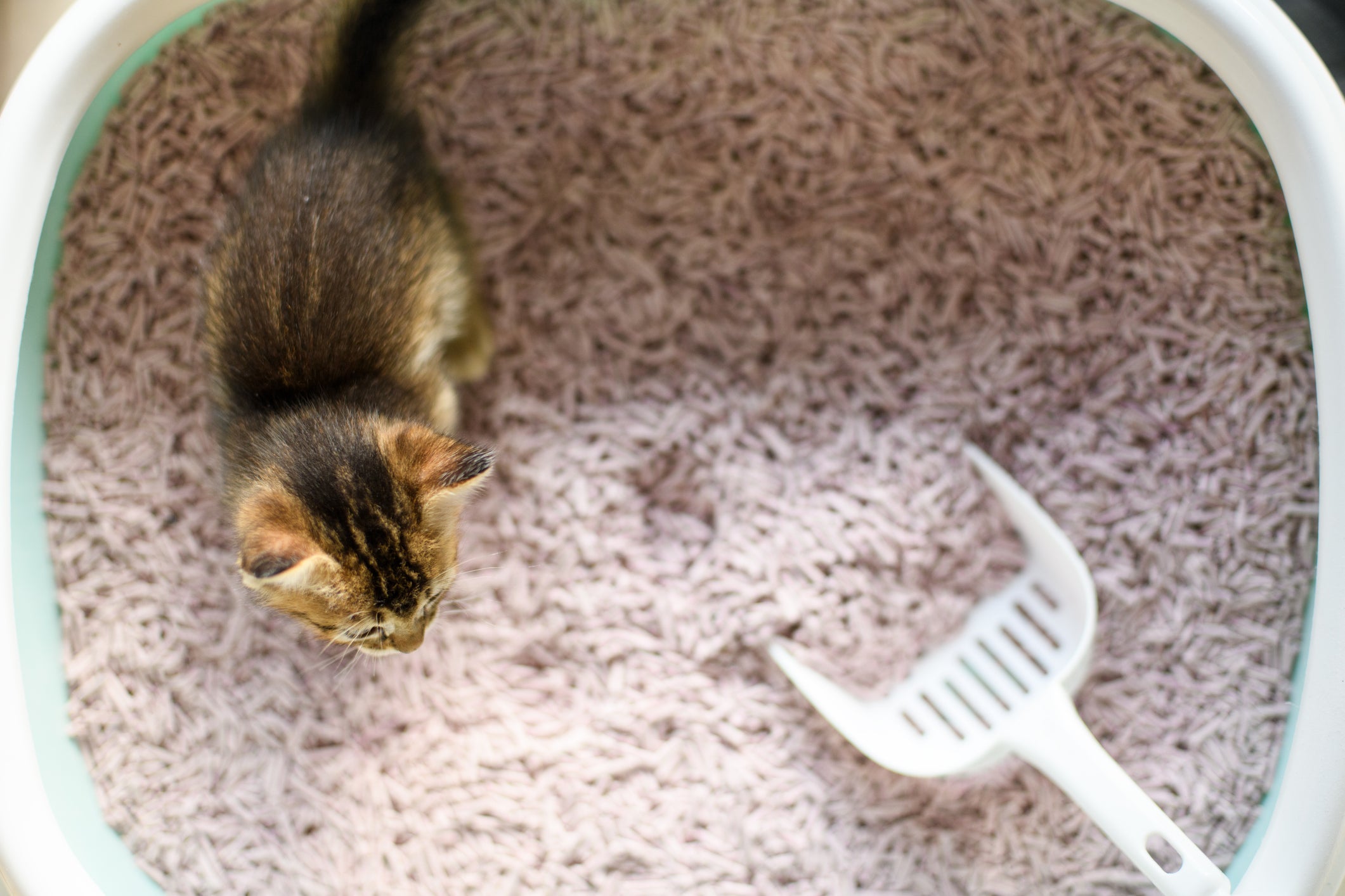Gato não consegue defecar: manter a caixa de areia sempre limpa é um cuidado importante para que o gato não passe pelo problema