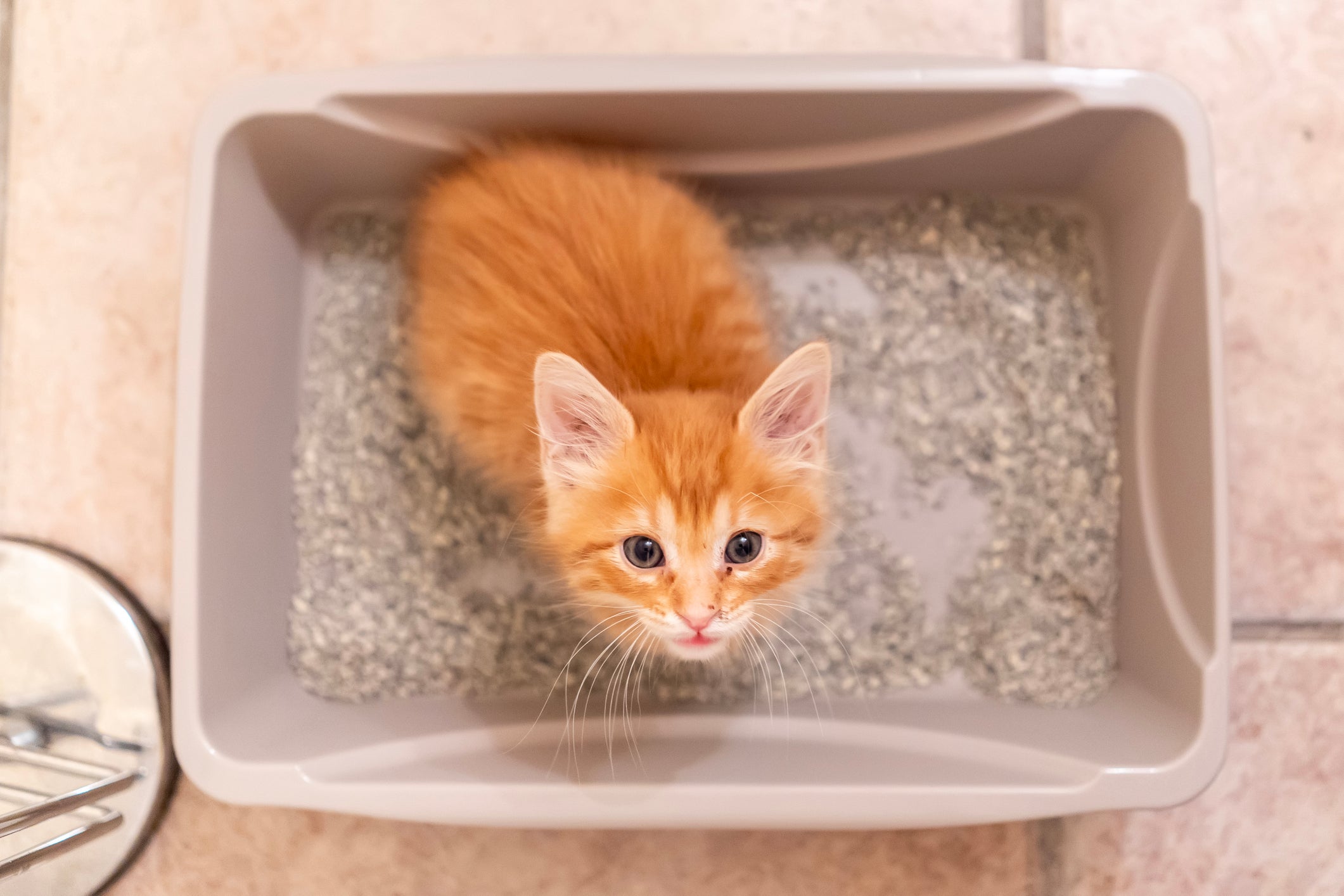 As fezes do gato podem ser um indicativo de problemas de saúde. Observe atentamente o aspecto, a frequência e a coloração