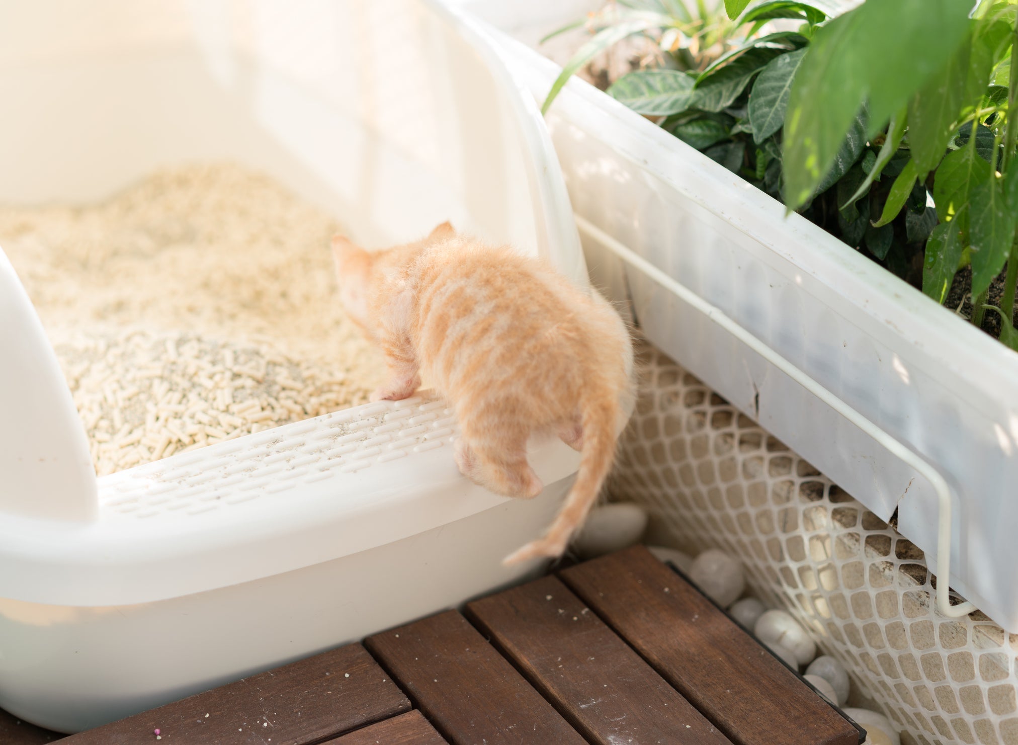 A caixa de areia para gatos com peneira vem com duas bandejas removíveis
