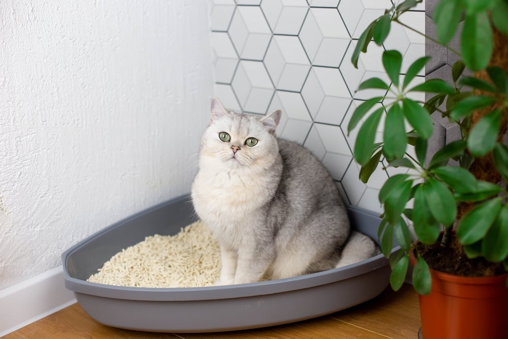 O cantinho da caixa de areia para gato deve oferecer privacidade ao animal