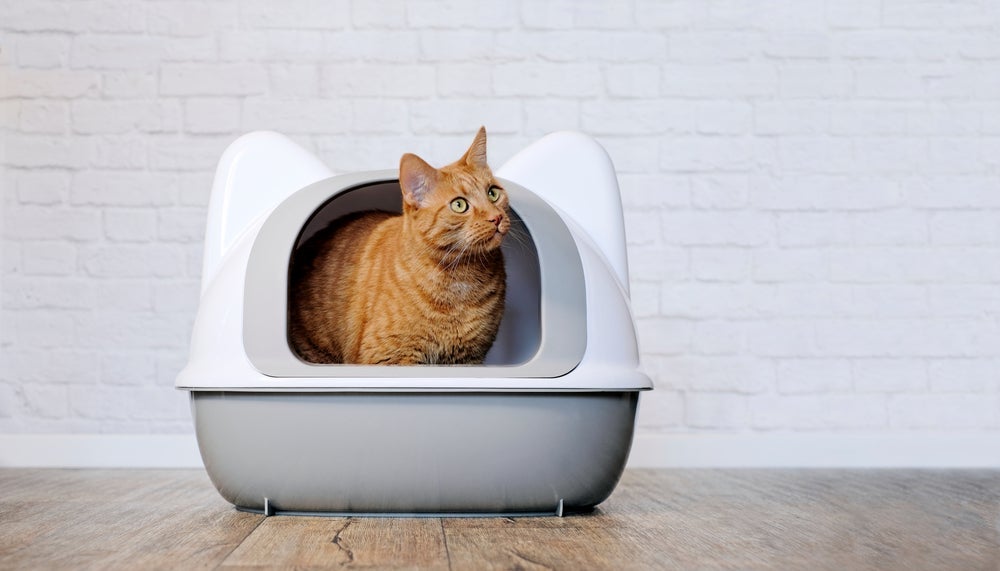 Para usar a caixa de areia, gato preza pela higiene. Por isso é importante manter uma frquência na limpeza