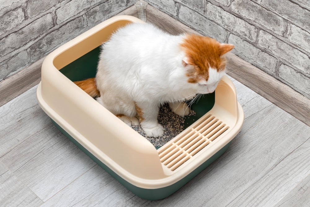 A caixa de areia de gato aberta é mais fácil de limpar