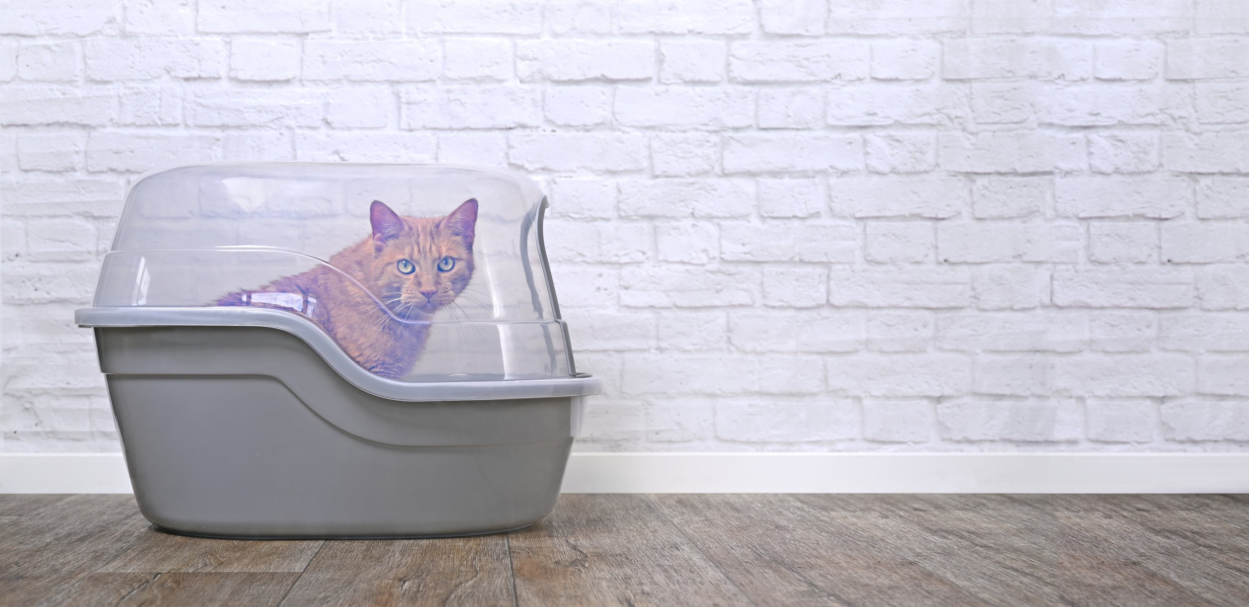 Para evitar sujeira e mau cheiro, a caixa de areia para gatos fechada é uma boa opção