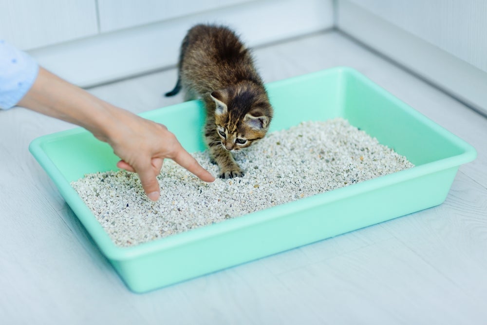 A areia para gato sílica exige pouca manutenção e evita mau cheiro