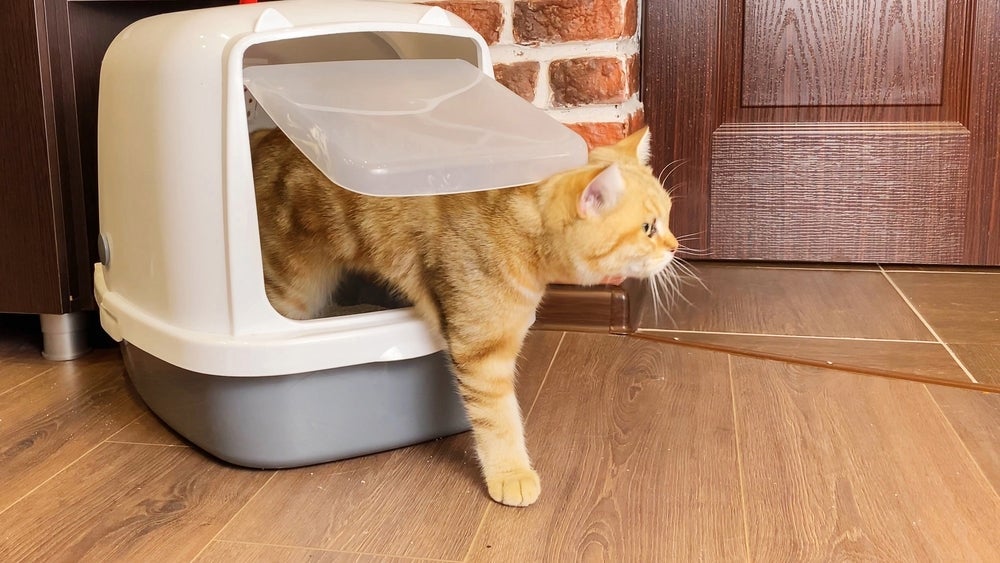 A caixa de areia fechada é uma boa opção para gatinhos que gostam de ficar escondidos para fazer as necessidades