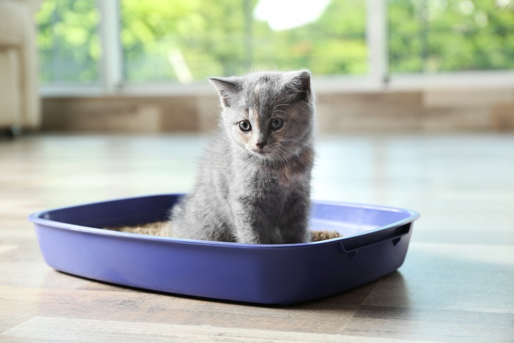 A caixa de areia para gatos aberta é uma das mais comuns do mercado.