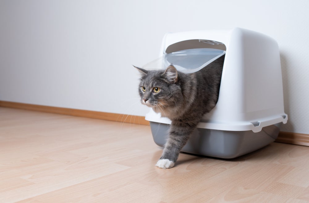 A caixa de areia para gatos fechada é perfeita para animais que gostam de privacidade.