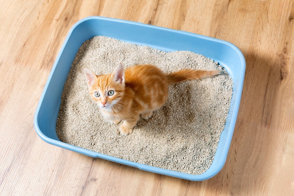 A caixa de areia para gatos grande dá mais conforto para o pet ao fazer necessidades, evitando o xixi no lugar errado