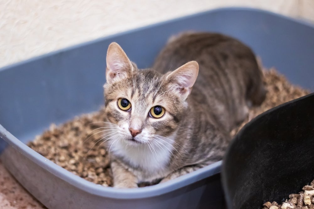 Ficar muito tempo na caixa de areia para gatos é sinal de que há algo errado com o pet