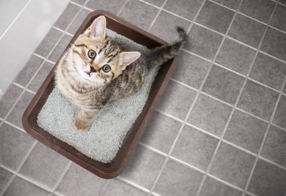 Se o gatinho não usar a caixa de areia. pode ser que ele esteja doente