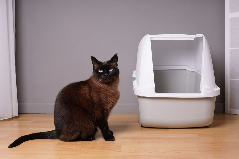 A caixa de areia para gatos fechada não é a melhor opção