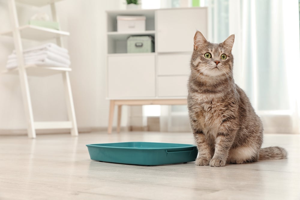 A caixa de areia para gatos é um acessório indispensável para a higiene do seu amigo