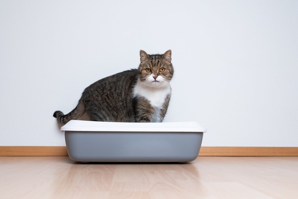 Como fazer gato usar caixa de areia? Forneça um ambiente limpo, confortável, calmo e seguro