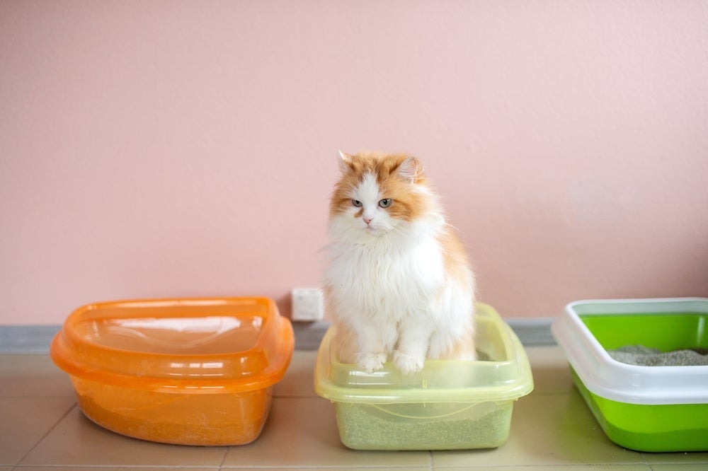 Caixa de areia para gatos fechada e aberta são alguns dos modelos que existem