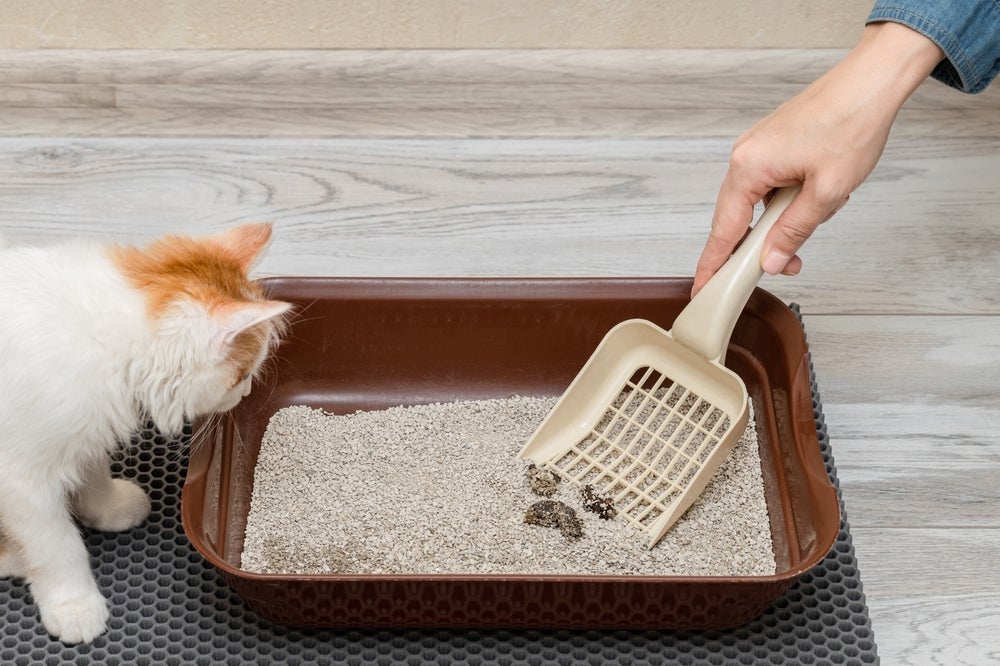 Mesmo com a caixa de areia para gatos, alguns animais gostma de deixar as fezes expostas para marcar território