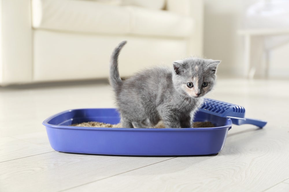 A caixa de areia para gatos - fechada ou aberta - deve ser limpa com frequência e colocada em um lugar calmo