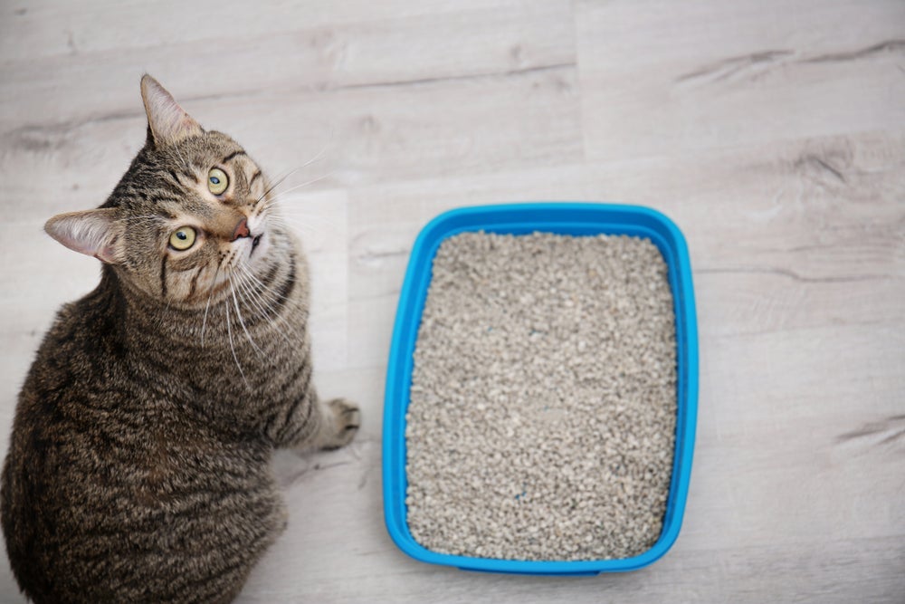 O melhor jeito de como fazer o gato parar de defecar no lugar errado é dando a ele um local adequado